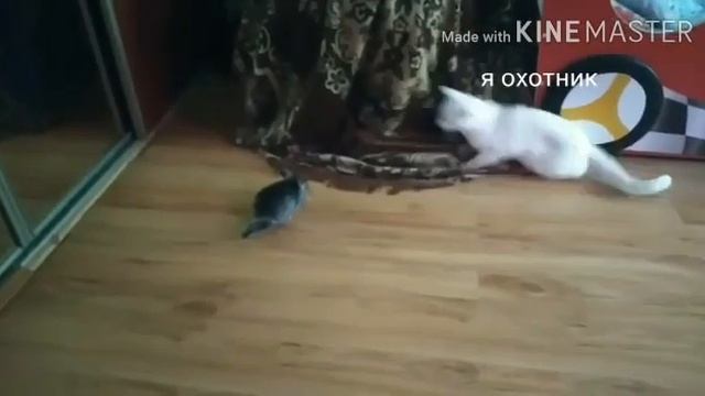 Кнопа и Пончик Начало смотреть онлайн