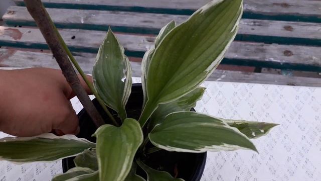 Hosta gülü.🤭Qohumların söhbəti 🤭😍🌷🇦🇿🇹🇷🇦🇿🇹🇷 смотреть онлайн