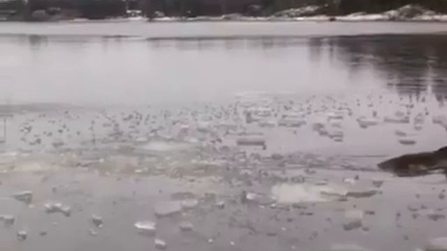 Спасение утопающего лося смотреть онлайн