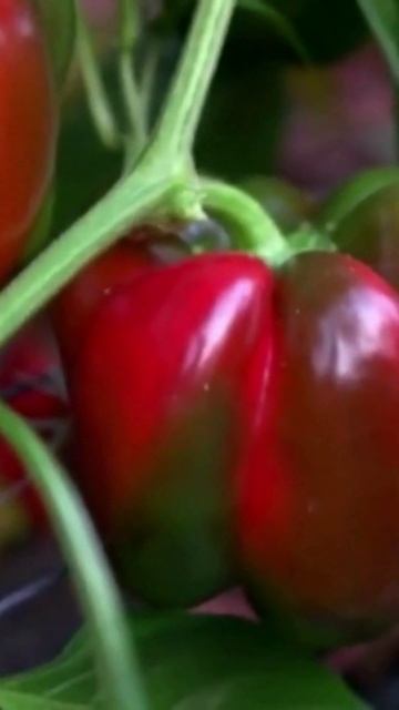 НЕ ПРОПУСТИ МОМЕНТ! У ПЕРЦА ПЕРВЫЕ ВСХОДЫ  на 3 день .ЧТО ДЕЛАТЬ #shorts #сад #огород #перец