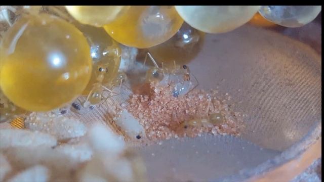 Myrmecocystus mexicanus смотреть онлайн