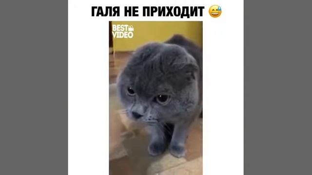 Где Галя? Галя! Галя! Галя!