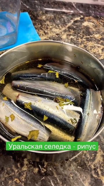 Солим Уральскую селедку, рипус. #солимрипус #рипус #увильдырипус