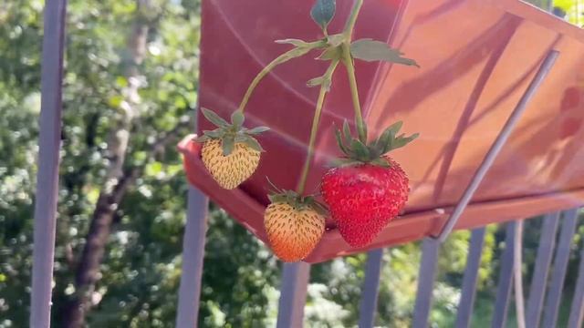 Собираем крупную сладкую клубнику до заморозков смотреть онлайн