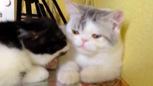 Котята заботятся друг о друге смотреть онлайн