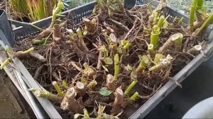 Георгина вегетативная как сохранить? 3 основных метода.