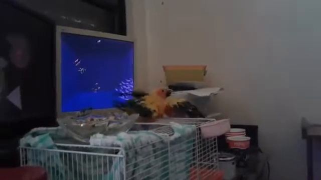 Саня и Беня купаются в поилке :) смотреть онлайн