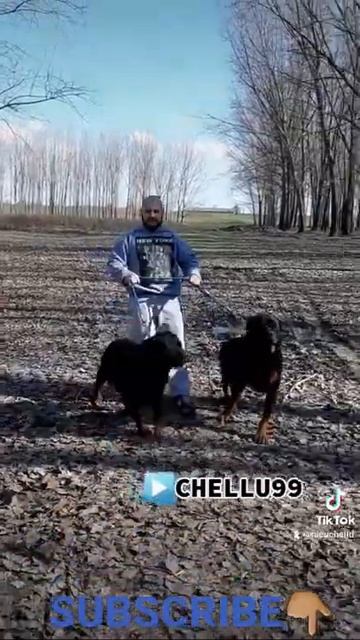 WALK TO2️⃣HUGE ROTTWEILERS | BIG DOGS🇷🇴ROMANIAN