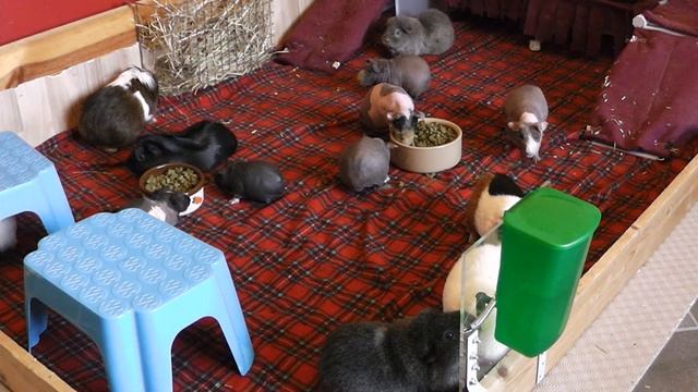 What Pellets For My Guinea Pig Herd? смотреть онлайн