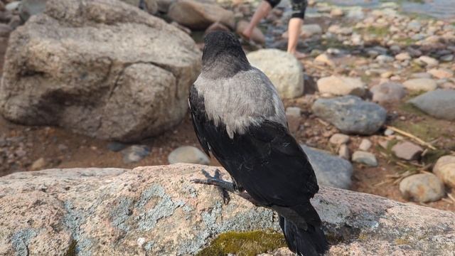 молодой вороненок смотреть онлайн