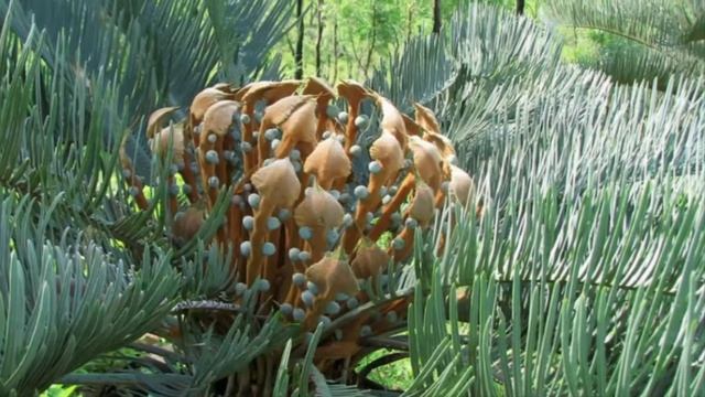 How to Plant Cycas In Pots For Ornamental Plants In Home Garden смотреть онлайн