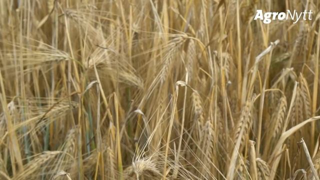 CLAAS TUCANO 430 | Halvor Mørck