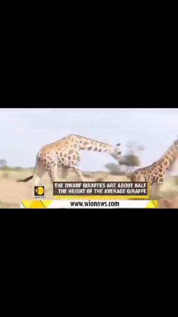 Dwarf giraffe in Africa#Giraffe#Dwarf#the world tale смотреть онлайн