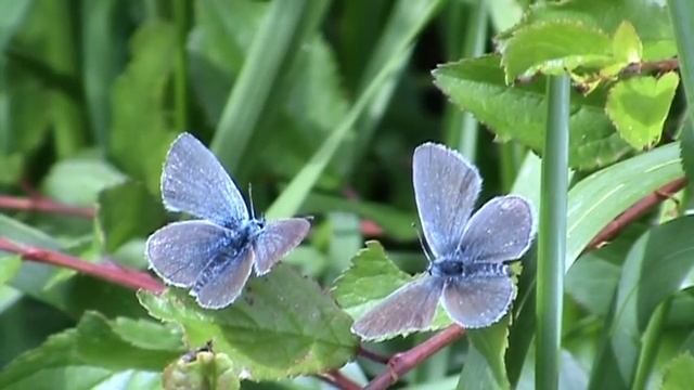 The" Small Blue" Butterfly (cupido minimus)