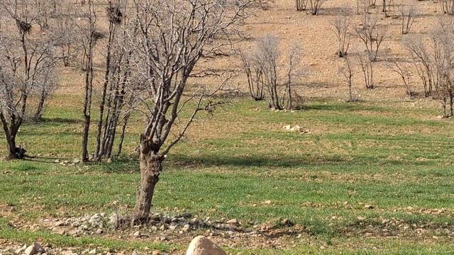 Bahar, Bakhtiari Nomadic Area, Ancient Iran Lifestyle, Arbaban Area, Lush Lordegan Plain 2024amazin