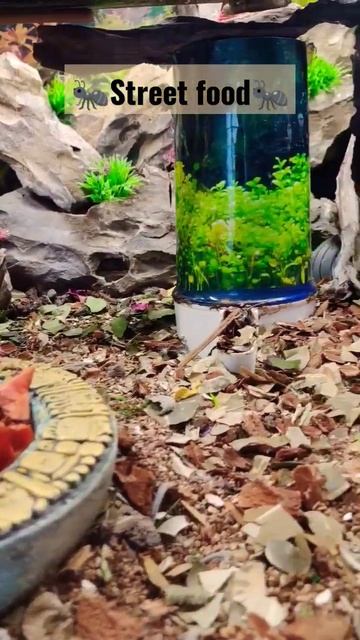 #streetfood #southamerica #youtubeshorts #ants #antkeeping #atta #brasil #festival смотреть онлайн