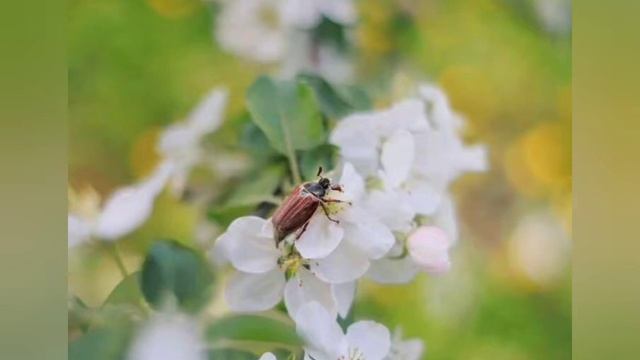 Хрущик сидить на яблучному цвітові смотреть онлайн