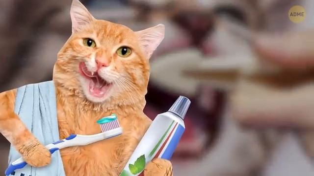 26 опасных ошибок, которые продолжают совершать владельцы кошек смотреть онлайн