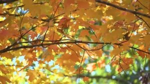 Катюша исполняется ии на Белорусском языке