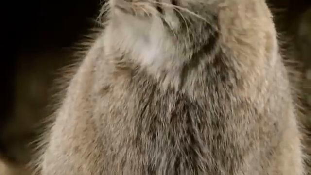 Манул - самый ДИКИЙ кот в мире. Интересные факты о мануле. смотреть онлайн