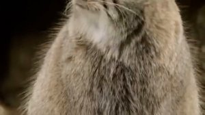 Манул - самый ДИКИЙ кот в мире. Интересные факты о мануле.