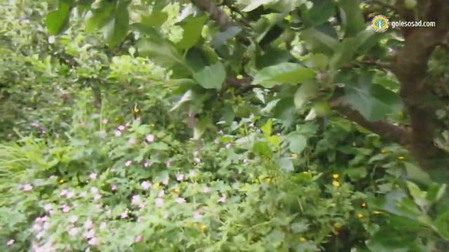 Пермакультурный рай смотреть онлайн