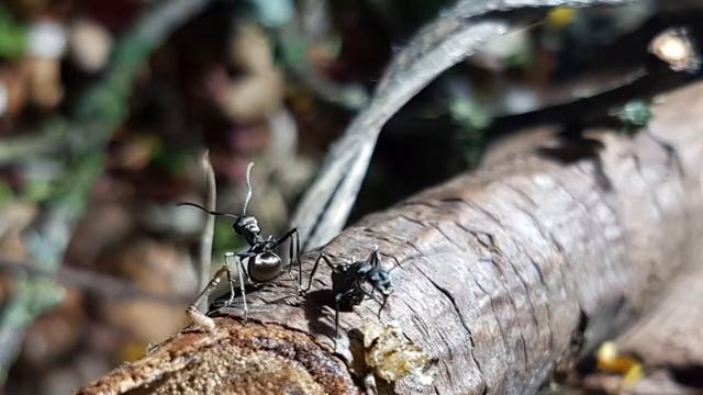My Polyrhachis Dives Slideshow