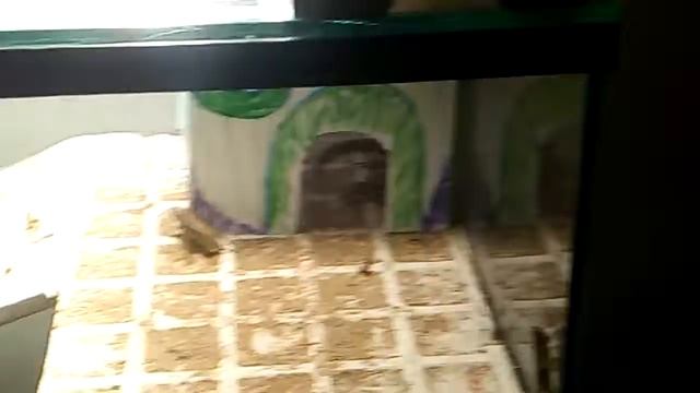 Новый домик для ящериц смотреть онлайн