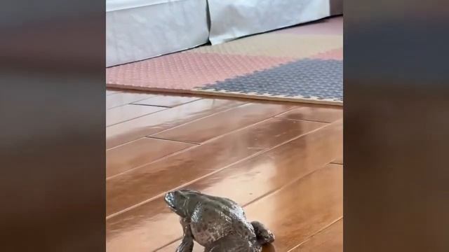 Реакция кота на жопу смотреть онлайн