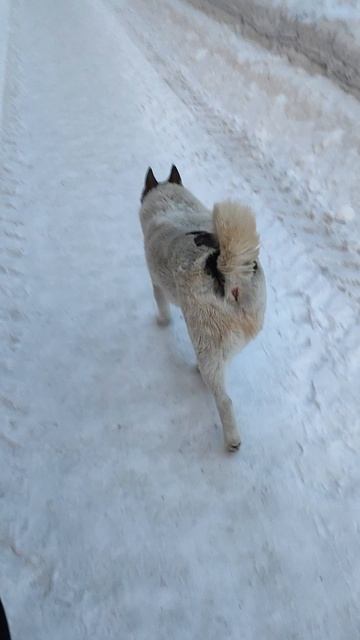 Просто Лайка гуляет, сама по себе. Инта. Север. смотреть онлайн