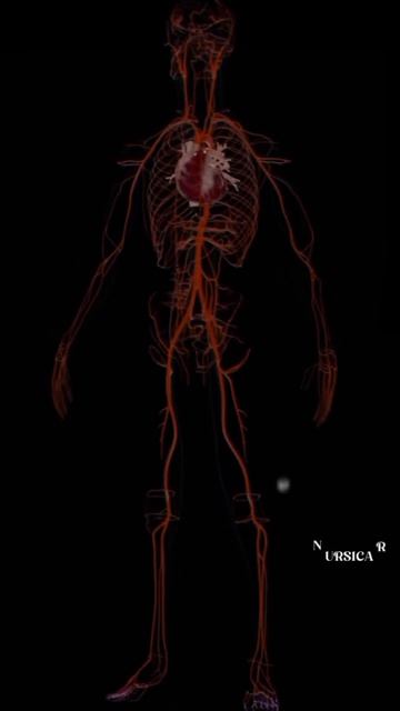 Circulation Of Blood Through The Heart | Circulation System
