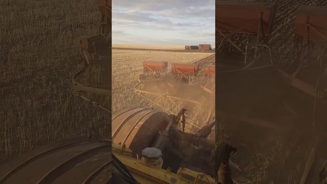 К700 сеет пшеницу