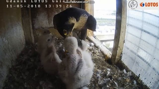 Sokół wędrowny Lotos Gdańsk - Obiad - Skierka karmi 2018 05 11 смотреть онлайн