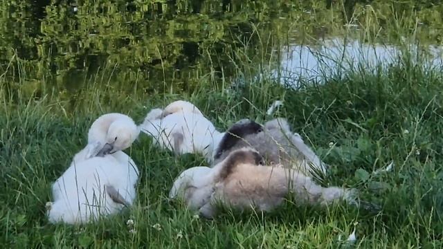 Лебеди с малышами. Утренний отдых.