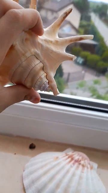 купил две красивые ракушки