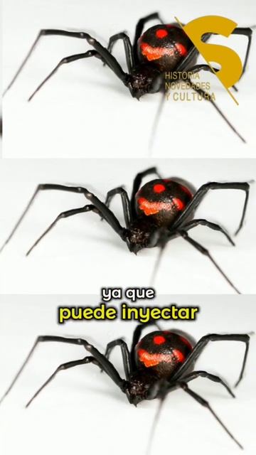 La Araña "Viuda Negra" смотреть онлайн