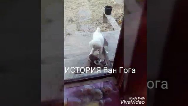 Ван Гог смотреть онлайн