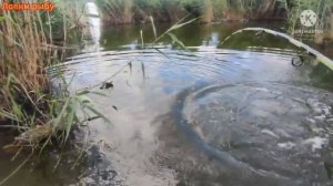 Как ловить белого амура весной? На что клюет белый амур весной? Где стоит белый амур весной