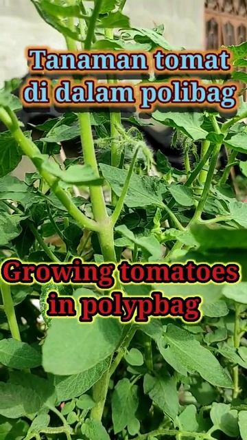 Tanaman tomat di dalam polibag, The tomato plant in the polyebag смотреть онлайн