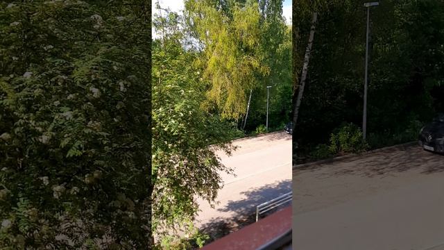 Мiсця Сили.Лic.🌲Спiв птахiв .🦅Крик фазана🦆 30.5.24 смотреть онлайн