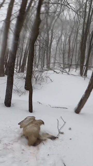 Duck hunting in a blizzard / falconry #falconry #duckhunting #waterfowl #waterfowlhunting #ducks #y смотреть онлайн