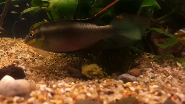 Pelvicachromis pulcher gelfood смотреть онлайн