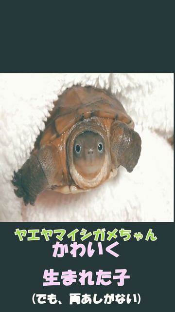 #shorts 唯一の可愛さを授かったカメ смотреть онлайн