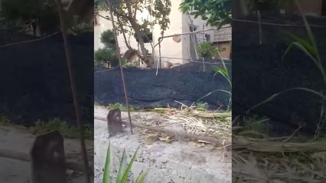 Киви кучатлари смотреть онлайн