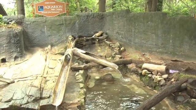 Check out the new otter exhibit, sponsored by Aquarion Water, at Connecticut's Beardsley Zoo смотреть онлайн