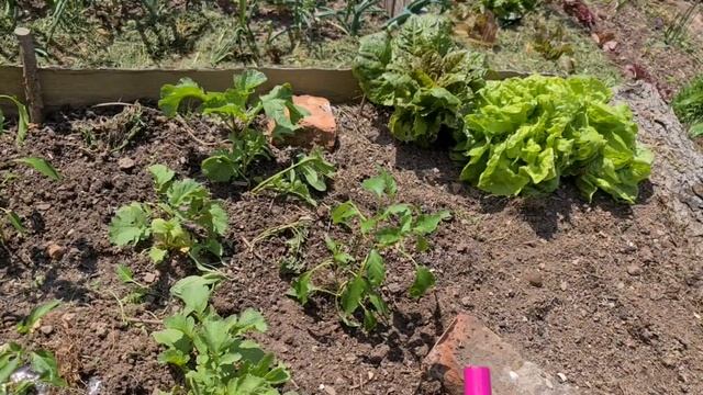 Das große Auspflanzen & Aufbau des XXL Tomaten-Spaliers смотреть онлайн
