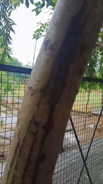 Real learning Very OLD Banyan/Bargad tree Prop Roots study смотреть онлайн