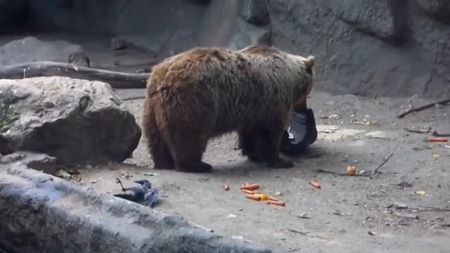 В зоопарке Будапешта медведь спас тонущую ворону смотреть онлайн