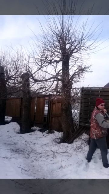 Обрезка липы весной смотреть онлайн