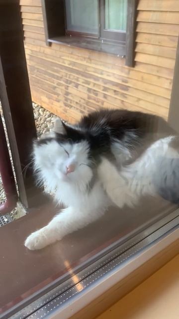 Добрый вечер кот граф #дзен #кот #котики смотреть онлайн